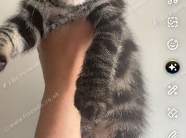 Bengal cross Bombay&rsquo;s ready to find there forever homes