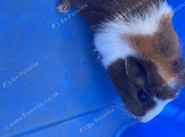 Two female piggies ready for new home