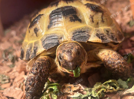 Horsefield tortoise for sale with set up