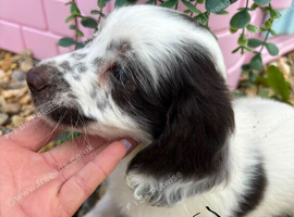 Cockapoo puppies, boys and girls
