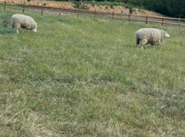 WANTED Secure Grazing with water and shelter for 2 sheep