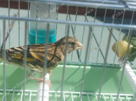 young goldfinch mule