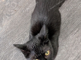 Rehoming of shadow