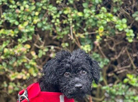 1 year old cavapoo
