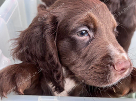 Ready now KC reg cocker spaniel pups