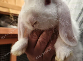 10 Week Old Lop Eared Bunnies