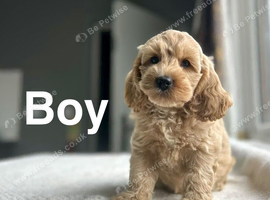 Beatrice lovely apricot girls and boys available