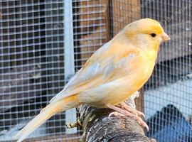 Male and female canaries