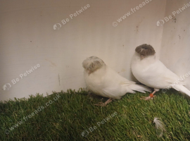 Rare white grizzle Gloster 100% Hens Delivery Available