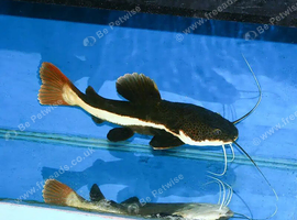 Large red tailed catfish
