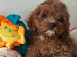 Maltipoo puppy boy