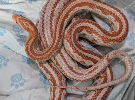 Amel tessera corn snake