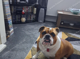 4 year old Bulldog