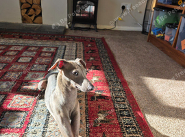 Beautiful 2 year old blue female