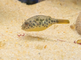 Female 4cm Spotted congo puffer