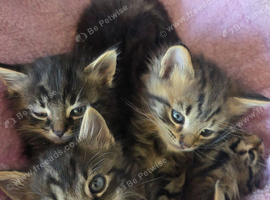 Mixed breed Norwegian forest and tabby