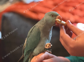 Hand tame female Indian ring neck