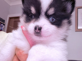 Stunning Tiny Pomsky pups