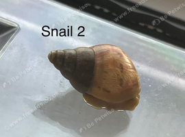 Baby giant African land snails