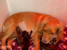 Champion lines working cocker spaniel puppies.