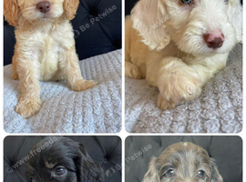 F1 cockapoo puppies