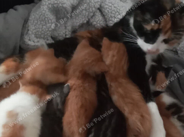 9 kittens