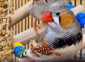 Zebra finch