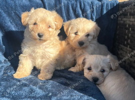 BEAUTIFUL WESTIEPOO PUPPIES
