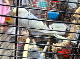 Budgies