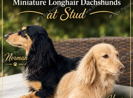 KC Registered Longhair Dachshunds For Stud
