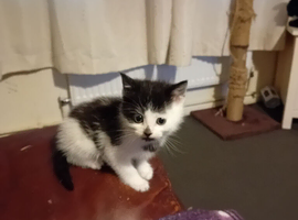 adorable kittens