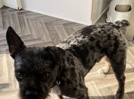 French bull dog mix for rehome
