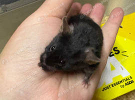 Baby male fancy mice for sale