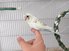 Hand tame baby pied budgie and cage