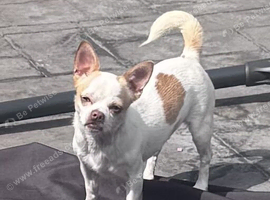 Chihuahua girl