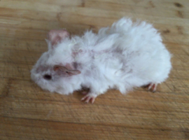 Baby Guinea Pigs for sale.
