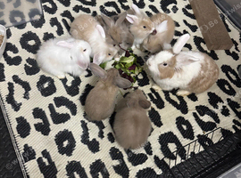 Mini lion lop crosses