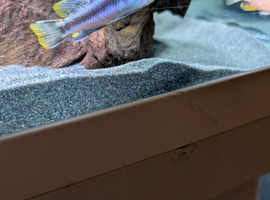Cichlids