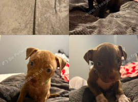 Beautiful Mixed Breed Puppies &mdash; Ready 23rd September