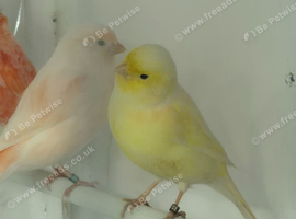 Canary hen