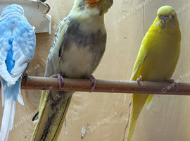 Cockatiels
