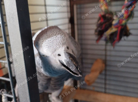 African grey