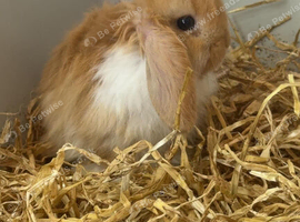 Mini lop babys