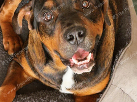 Rottie cross