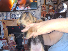 Yorkie pups
