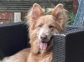 Isabella stud dog , long hair straight back German Shepherd