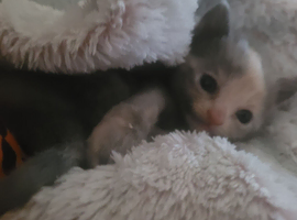 Beautiful grey kittens