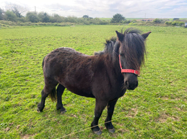 Dartmoor pony Camborne Cornwall