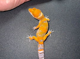 Leopard geckos