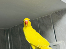 Baby yellow Ringneck